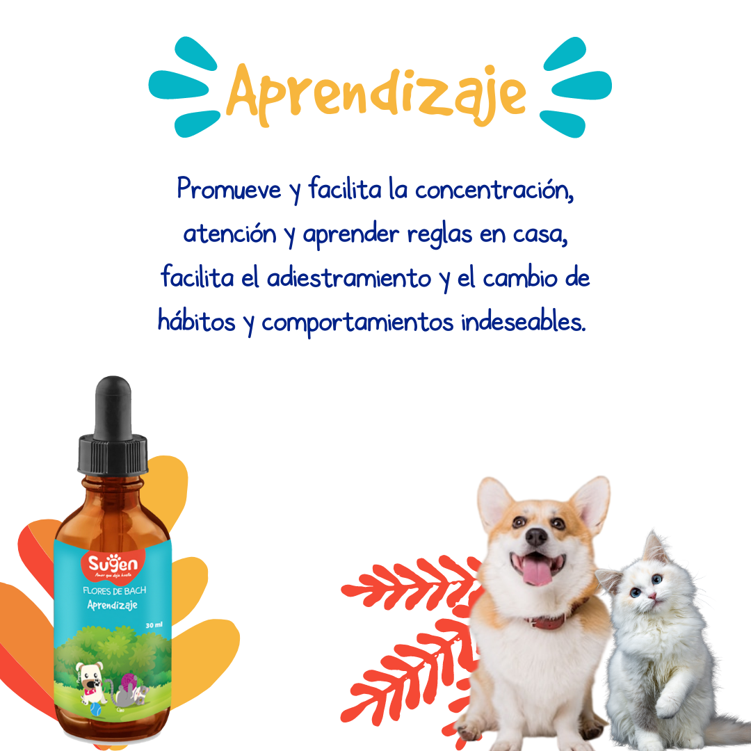Flores de Bach - Aprendizaje