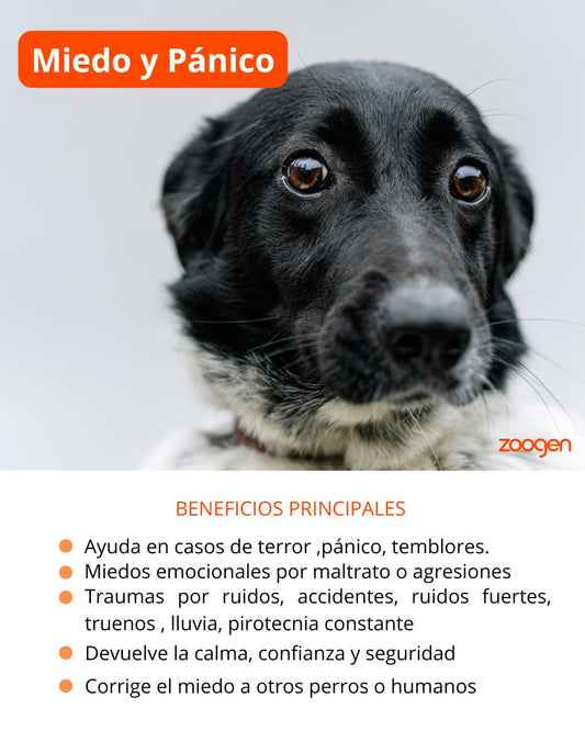 Flores de Bach para Miedo y Pánico - Reduce Temor a Ruidos y Tormentas