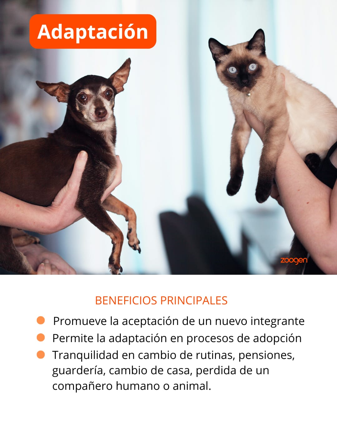 Terapia Floral - Adaptación ( perros , gatos, et c)