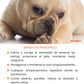 Terapia Floral - Conducta Obsesiva (perros y gatos)